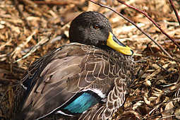 ��� ������ ���