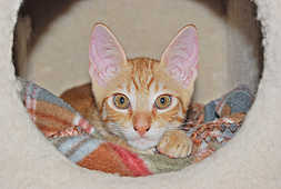 ��� ������ ���